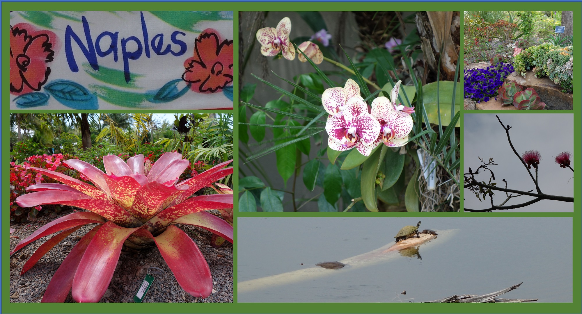 Botanical Garden Naples.jpg